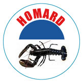Homard